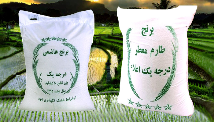 خرید عمده برنج هاشمی بصورت مستقیم از کشاورز